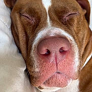 Nala participe au concours pour gagner de l'argent avec cette photo : dog, sleeping, close_up, brown, white, nose, face, fur, pet, canine, resting, cozy, cushion, indoor, relaxed, snout, ears, whiskers, muzzle, animal