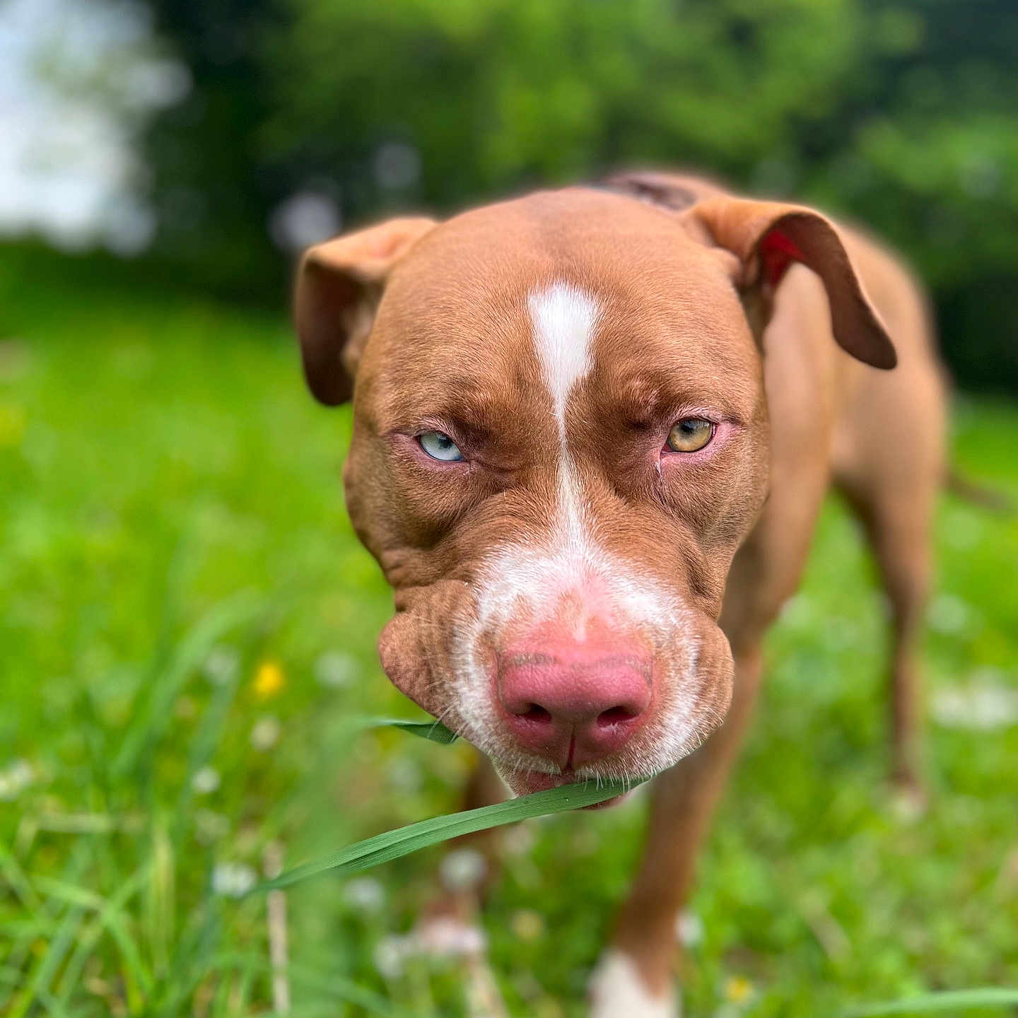 Nala participe au concours pour gagner de l'argent avec cette photo : animal, blue_eye, brown_dog, brown_eye, canine, closeup, dog, ears, field, grass, grass_blade, greenery, heterochromia, nature, outdoor, pet, playful, snout, summer, tongue_hidden