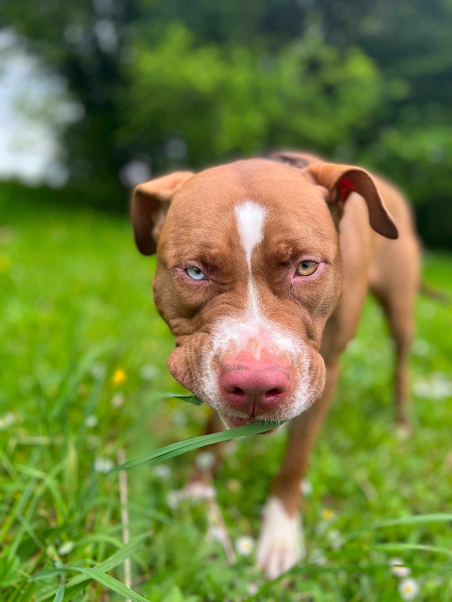 Nala participe au concours pour gagner de l'argent avec cette photo : dog, brown_dog, heterochromia, blue_eye, brown_eye, grass, greenery, outdoor, nature, pet, canine, closeup, snout, ears, animal, grass_blade, tongue_hidden, summer, field, playful