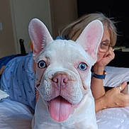 Blue joined the competition — help win amazing prizes! dog, puppy, french_bulldog, blue_eyes, tongue_out, bed, person, glasses, indoor, blurred_background, white_dog, cute, pet, animal, young_dog, close_up, lying_down, casual, resting, human