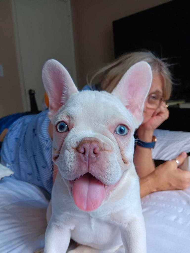 Blue joined the competition — help win amazing prizes! dog, puppy, french_bulldog, blue_eyes, tongue_out, bed, person, glasses, indoor, blurred_background, white_dog, cute, pet, animal, young_dog, close_up, lying_down, casual, resting, human