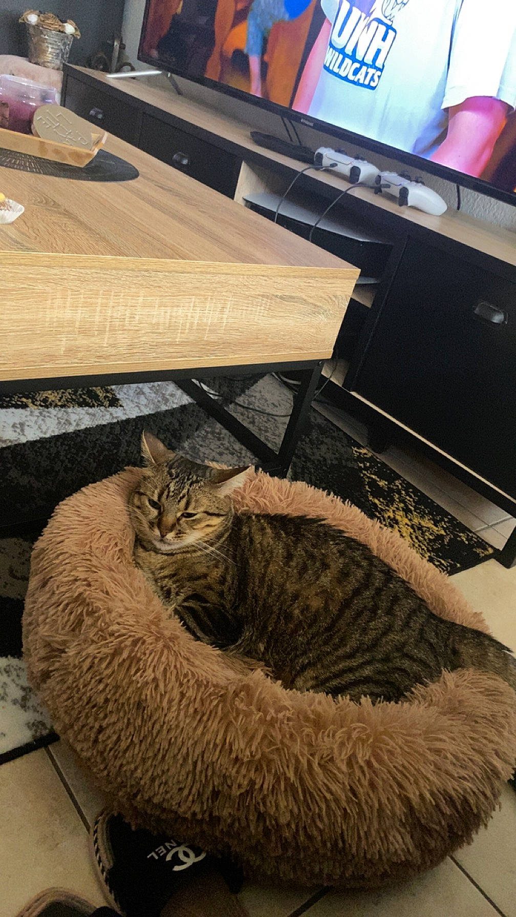 Choco participe au concours pour gagner de l'argent avec cette photo : carnivore, cat, claw, comfort, display_device, domestic_short_haired_cat, felidae, floor, flooring, fur, grey, hardwood, room, small_to_medium_sized_cats, snout, table, tail, television, whiskers, wood