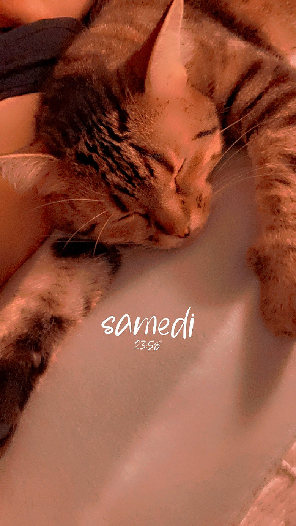 Choco a rejoint le concours — aidez-le/la à gagner de superbes lots ! carnivore, cat, comfort, domestic_short_haired_cat, eyelash, fawn, feather, felidae, finger, flesh, fur, gesture, human_leg, paw, peach, small_to_medium_sized_cats, snout, tail, temporary_tattoo, whiskers