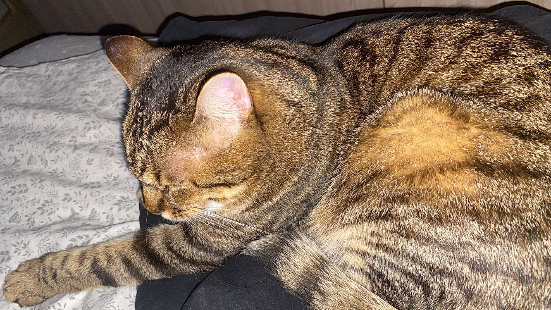 Choco participe au concours pour gagner de l'argent avec cette photo : carnivore, cat, claw, comfort, domestic_short_haired_cat, felidae, fur, grass, nap, paw, sleep, small_to_medium_sized_cats, snout, tail, terrestrial_animal, whiskers, wildlife