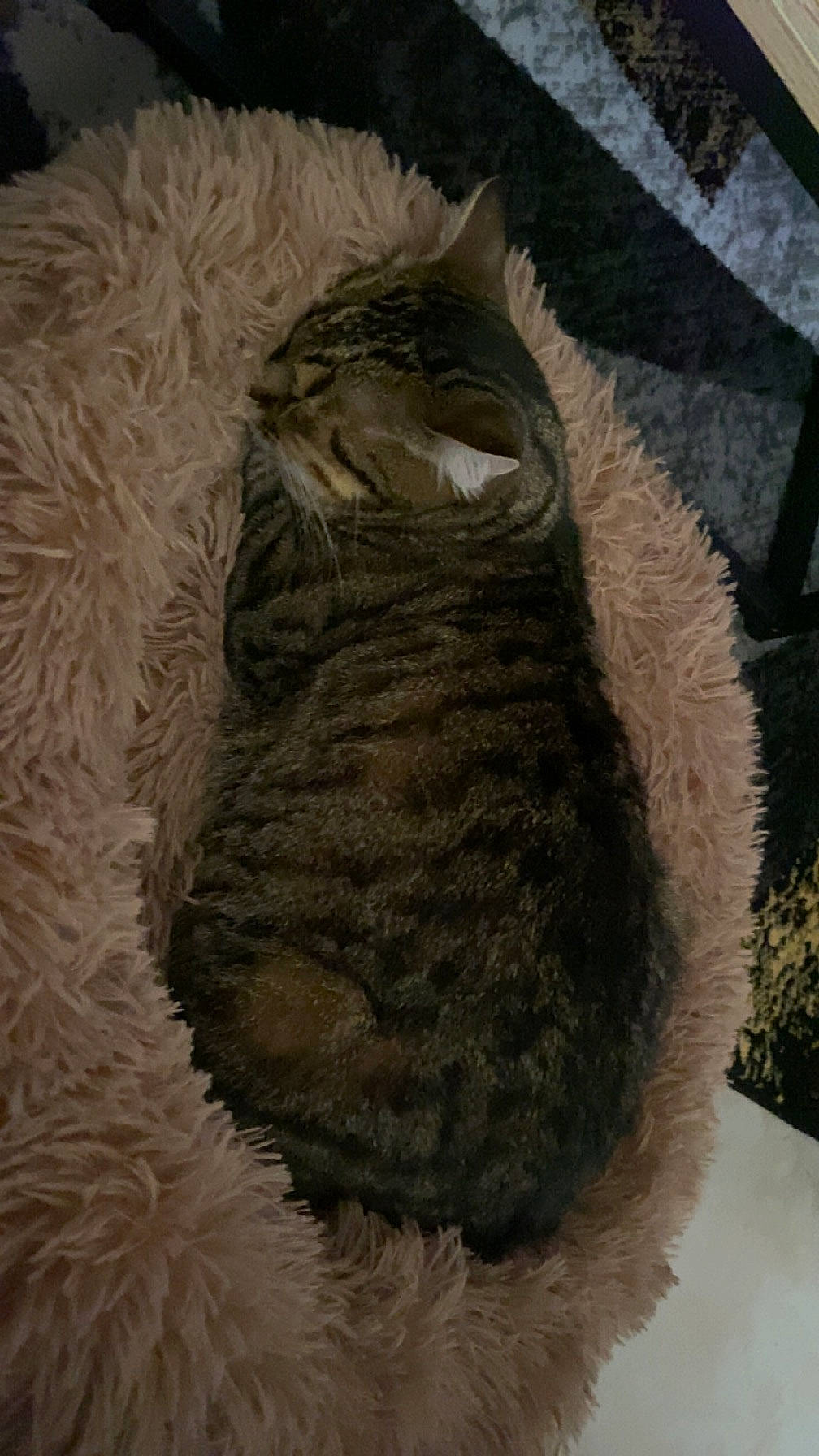 Choco a rejoint le concours — aidez-le/la à gagner de superbes lots ! carnivore, cat, cat_bed, claw, comfort, domestic_short_haired_cat, felidae, fur, linens, nap, paw, sleep, small_to_medium_sized_cats, snout, tail, terrestrial_animal, tree, whiskers, wool, woolen