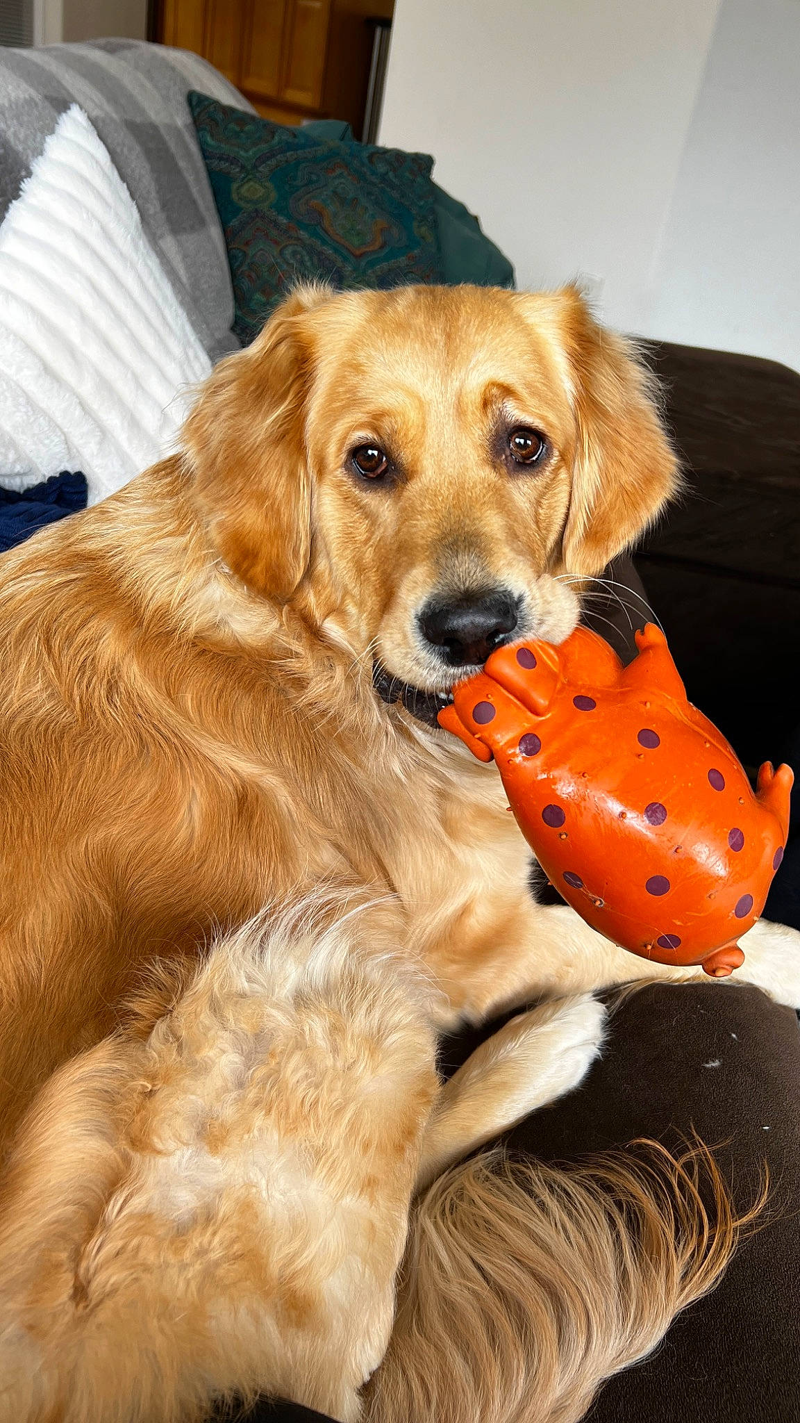 Oakley Ann joined the competition — help win amazing prizes! ball, canidae, carnivore, collar, companion_dog, dog, dog_breed, dog_collar, dog_supply, fawn, fur, gun_dog, liver, pet_supply, retriever, snout, sporting_group, sports_equipment, whiskers, working_animal