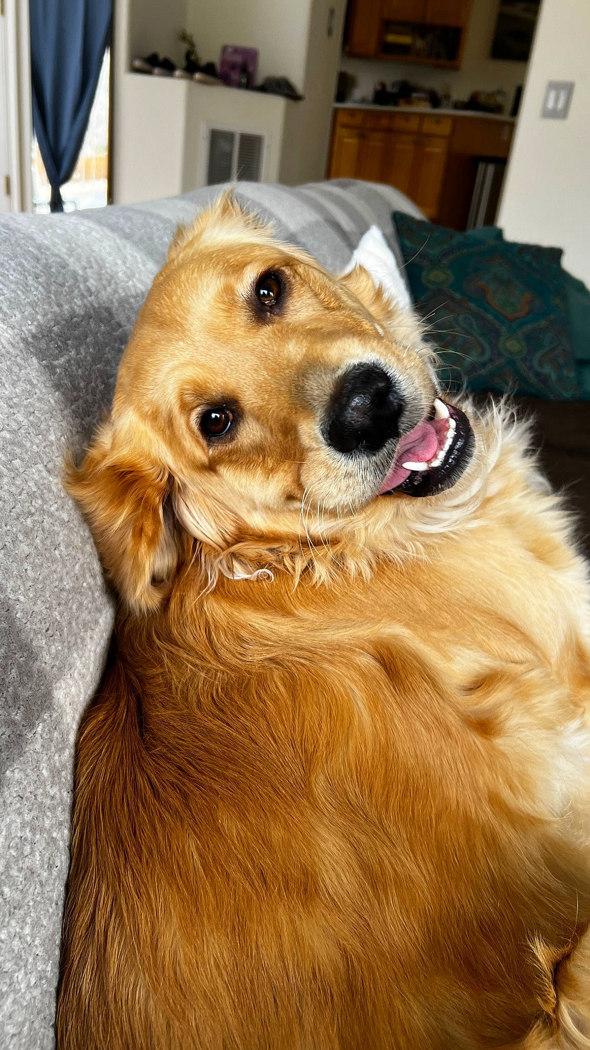 Oakley Ann is registered to the contest to win money with this photo: canidae, carnivore, companion_dog, dog, dog_breed, fawn, fur, golden_retriever, gun_dog, liver, pet_supply, snout, sporting_group, whiskers, window, working_animal, working_dog