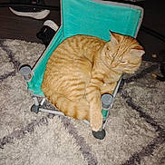 Brandon joined the competition — help win amazing prizes! cat, orange_tabby, tabby, pet, small_chair, fabric_chair, teal, carpet, rug, indoor, cozy, sleeping, relaxed, striped_fur, paw, tail, sneaker, shoe, floor, home