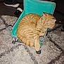 cat, orange_tabby, tabby, pet, small_chair, fabric_chair, teal, carpet, rug, indoor, cozy, sleeping, relaxed, striped_fur, paw, tail, sneaker, shoe, floor, home