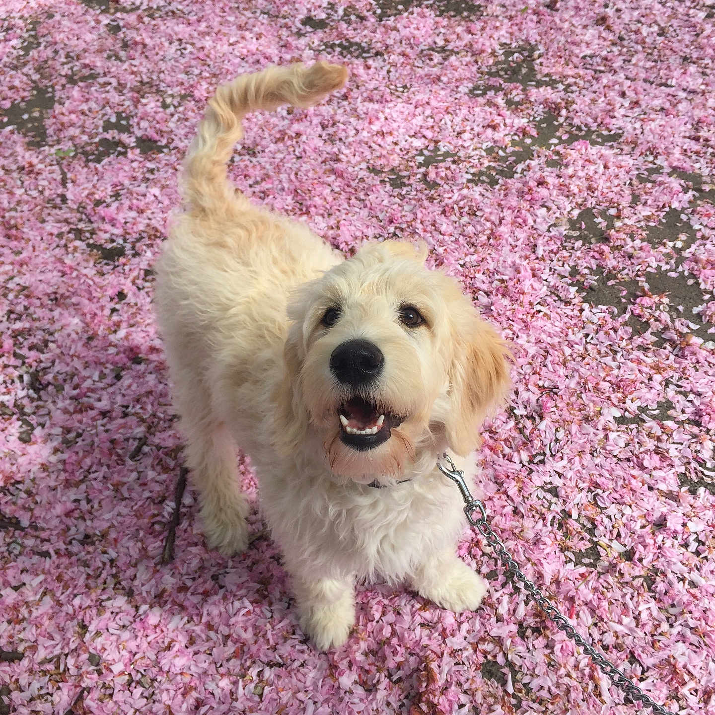 Cassie is registered to the contest to win money with this photo: accessories, animal, canine, dog, face, flower, goldenretriever, grass, head, leash, outdoors, person, pet, petal, photography, plant, portrait, puppy, strap, vegetation