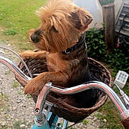 Maxie joined the competition — help win amazing prizes! animal, basket, bicycle, blue_bike, canine, collar, cute, daylight, dog, grass, gravel, greenery, handlebars, leisure, metal, outdoor, pet, side_view, small_dog, yard