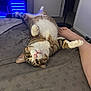 cat, tabby_cat, upside_down, bed, bedspread, paw, human_foot, indoor, feline, pet, cozy, relaxed, looking_at_camera, striped_fur, whiskers, pink_nose, carpet, fan, door, blue_light