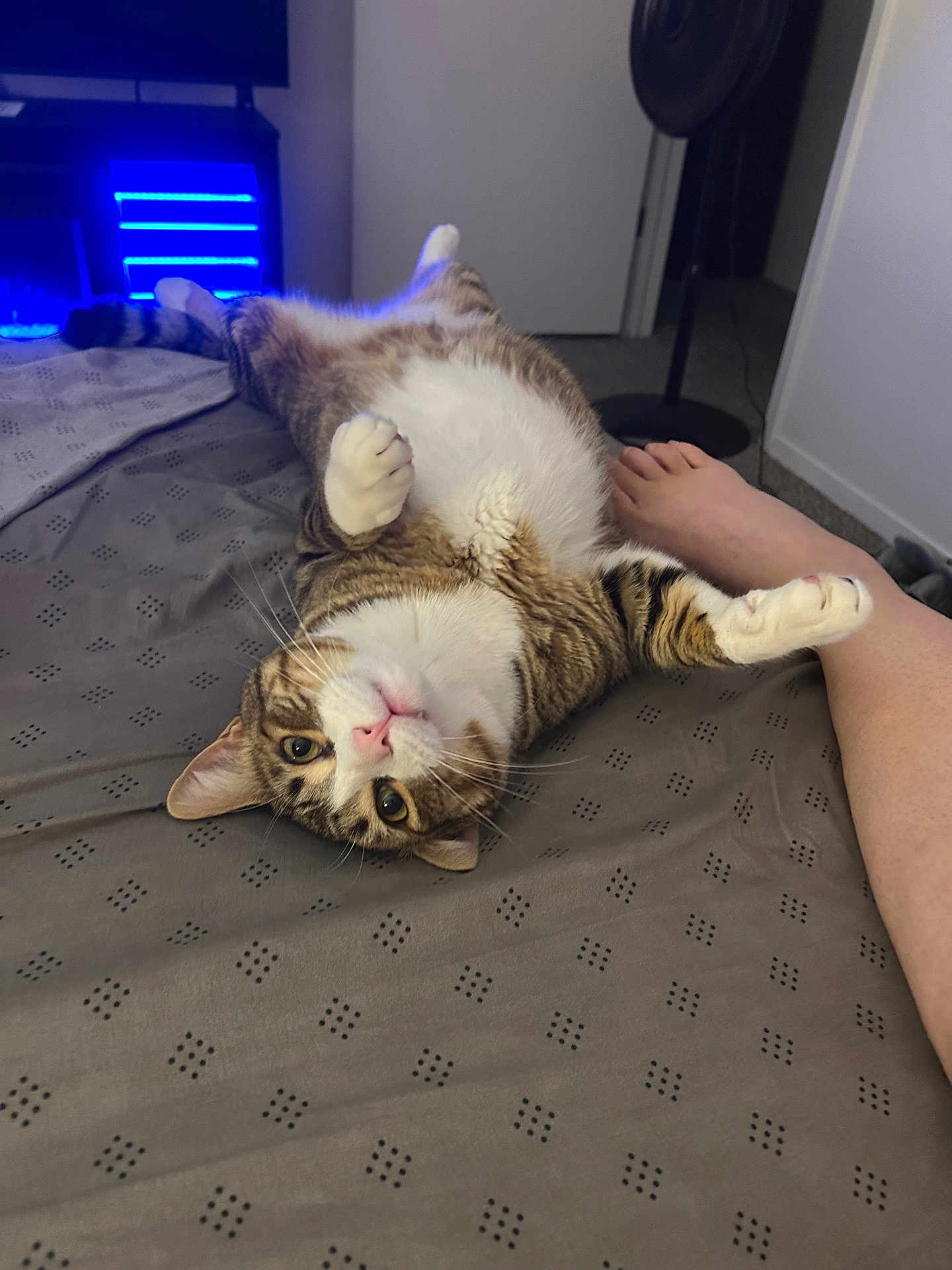 Daryll is registered to the contest to win money with this photo: cat, tabby_cat, upside_down, bed, bedspread, paw, human_foot, indoor, feline, pet, cozy, relaxed, looking_at_camera, striped_fur, whiskers, pink_nose, carpet, fan, door, blue_light