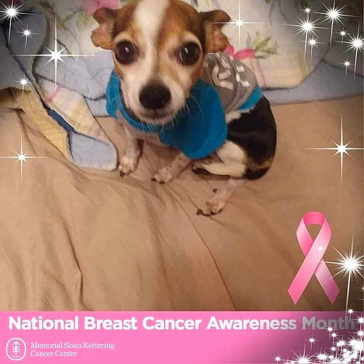 Cinco is registered to the contest to win money with this photo: canidae, carnivore, chihuahua, companion_dog, dog, dog_breed, dog_clothes, ear, fawn, jack_russell_terrier, nose, paw, photo_caption, photography, puppy, puppy_love, rat_terrier, russell_terrier, snout, tenterfield_terrier