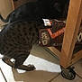 cat, tabby_cat, black_cat, cardboard_box, root_beer, 12_pack, wooden_cart, wheel, tile_floor, indoor, curious, pet, animal, feline, exploration, shadow, two_cats, container, stuck_head, household
