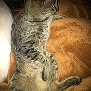 Meowmiku joined the competition — help win amazing prizes! cat, tabby, animal, pet, feline, fur, whiskers, blanket, brown, cozy, relaxed, sleepy, indoor, paw, side_view, cute, mammal, resting, comfort, warm