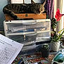Meowmiku joined the competition — help win amazing prizes! cat, tabby_cat, sleeping, wooden_box, plastic_drawer, papers, periodic_table, pen, pencil, cactus, succulent, window, purple_curtain, shoe, converse, desk, plant, notebook, stationery, indoor