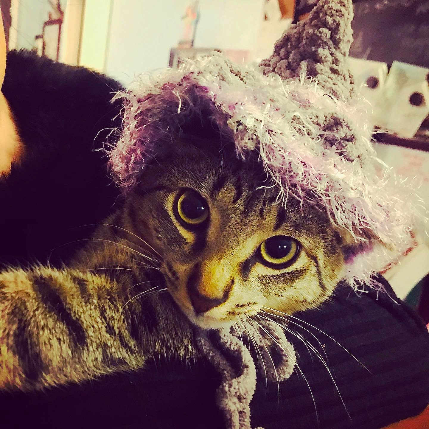 Meowmiku