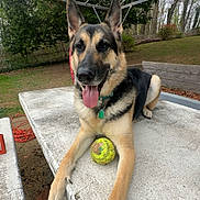 Milo is registered to the contest to win money with this photo: animal, bench, collar, daytime, dog, ears_up, fence, garden, german_shepherd, grass, happy, nature, outdoor, paw, pet, picnic_table, playful, softball, tongue_out, trees