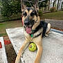 animal, bench, collar, daytime, dog, ears_up, fence, garden, german_shepherd, grass, happy, nature, outdoor, paw, pet, picnic_table, playful, softball, tongue_out, trees