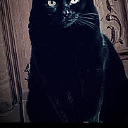 Chatounette participe au concours pour gagner de l'argent avec cette photo : cat, black_cat, feline, pet, animal, portrait, sitting, indoors, vintage, gothic, dark, dramatic_lighting, green_eyes, whiskers, pointed_ears, framed_artwork, wooden_frame, photograph, smartphone_screen, photo_editor