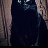 cat, black_cat, feline, pet, animal, portrait, sitting, indoors, vintage, gothic, dark, dramatic_lighting, green_eyes, whiskers, pointed_ears, framed_artwork, wooden_frame, photograph, smartphone_screen, photo_editor
