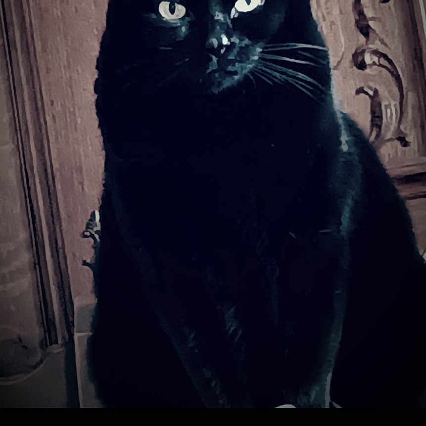 Chatounette