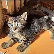 Raelle a rejoint le concours — aidez-le/la à gagner de superbes lots ! kitten, cat, tabby, animal, pet, feline, sunlight, shadow, floor, tile, wood, door, wall, resting, cute, young, fur, whiskers, ears, outdoor