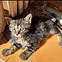 kitten, cat, tabby, animal, pet, feline, sunlight, shadow, floor, tile, wood, door, wall, resting, cute, young, fur, whiskers, ears, outdoor