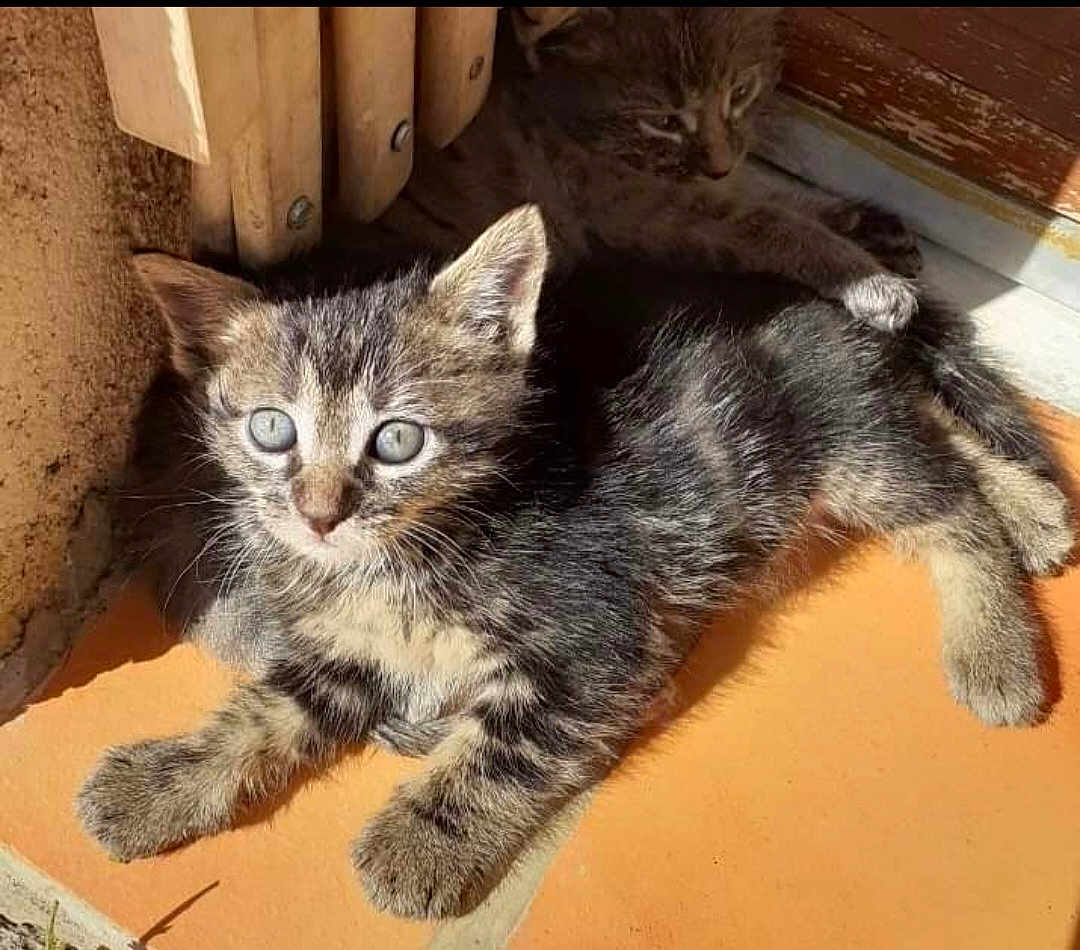 Raelle a rejoint le concours — aidez-le/la à gagner de superbes lots ! kitten, cat, tabby, animal, pet, feline, sunlight, shadow, floor, tile, wood, door, wall, resting, cute, young, fur, whiskers, ears, outdoor
