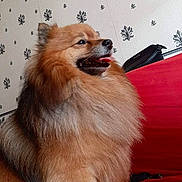 Tobby a rejoint le concours — aidez-le/la à gagner de superbes lots ! dog, fluffy, red_couch, indoor, wallpaper, tongue_out, pet, canine, fur, muzzle, sitting, domestic_animal, cute, companion, animal_portrait, side_view, relaxed, furry, home_interior, decor