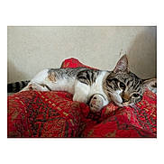 Zero joined the competition — help win amazing prizes! animal, bedroom, cat, cozy, cute, domestic, ears, feline, fur, indoor, pattern, paws, pet, quilt, red, relaxed, resting, sleepy, tabby, whiskers