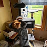 kitten, cat_tree, orange_cat, window, natural_light, carpet, box, pet_carrier, indoor, curious, furniture, toy, scratching_post, home, cozy, animal, playful, resting, feline, daylight