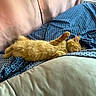 Casmo joined the competition — help win amazing prizes! cat, kitten, sleeping, bed, blanket, pillow, orange_cat, fur, cozy, resting, indoor, cute, pet, animal, domestic_cat, relaxed, feline, collar, soft, comfort