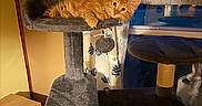 Casmo is registered to the contest to win money with this photo: kitten, cat, cat_tree, orange_cat, indoor, curtain, cardboard_box, pet, furniture, cozy, animal, fur, resting, looking, window, home, play, toy, domestic, cute
