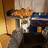 kitten, cat, cat_tree, orange_cat, indoor, curtain, cardboard_box, pet, furniture, cozy, animal, fur, resting, looking, window, home, play, toy, domestic, cute