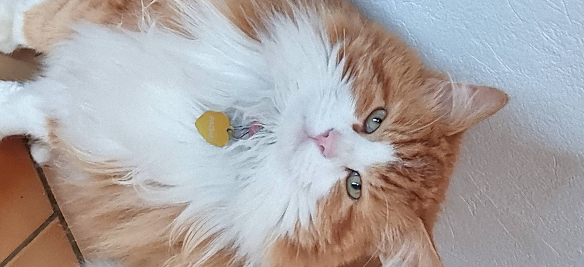 Pacha a rejoint le concours — aidez-le/la à gagner de superbes lots ! british_longhair, carnivore, cat, close_up, eye, fawn, felidae, fur, hair, head, paw, small_to_medium_sized_cats, snout, tail, whiskers