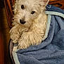 Max participe au concours pour gagner de l'argent avec cette photo : animal, blanket, cabinet, canine, couch, dog, drawer, eskimodog, furniture, hardwood, homedecor, linen, pet, poodle, puppy, shelf, terrier, towel, whitedog, wood