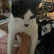 Mistletoe is registered to the contest to win money with this photo: animal, black_and_white, blanket, cat, chair, close_up, domestic_animal, ears, face, fur, furniture, hand, indoor, living_room, person_hand, pet, table, teddy_bear, toy, whiskers