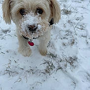 Chance is registered to the contest to win money with this photo: dog, snow, outdoor, pet, winter, close_up, fluffy, canine, white, fur, snout, collar, tag, grass, nature, animal, cute, curious, playful, cold