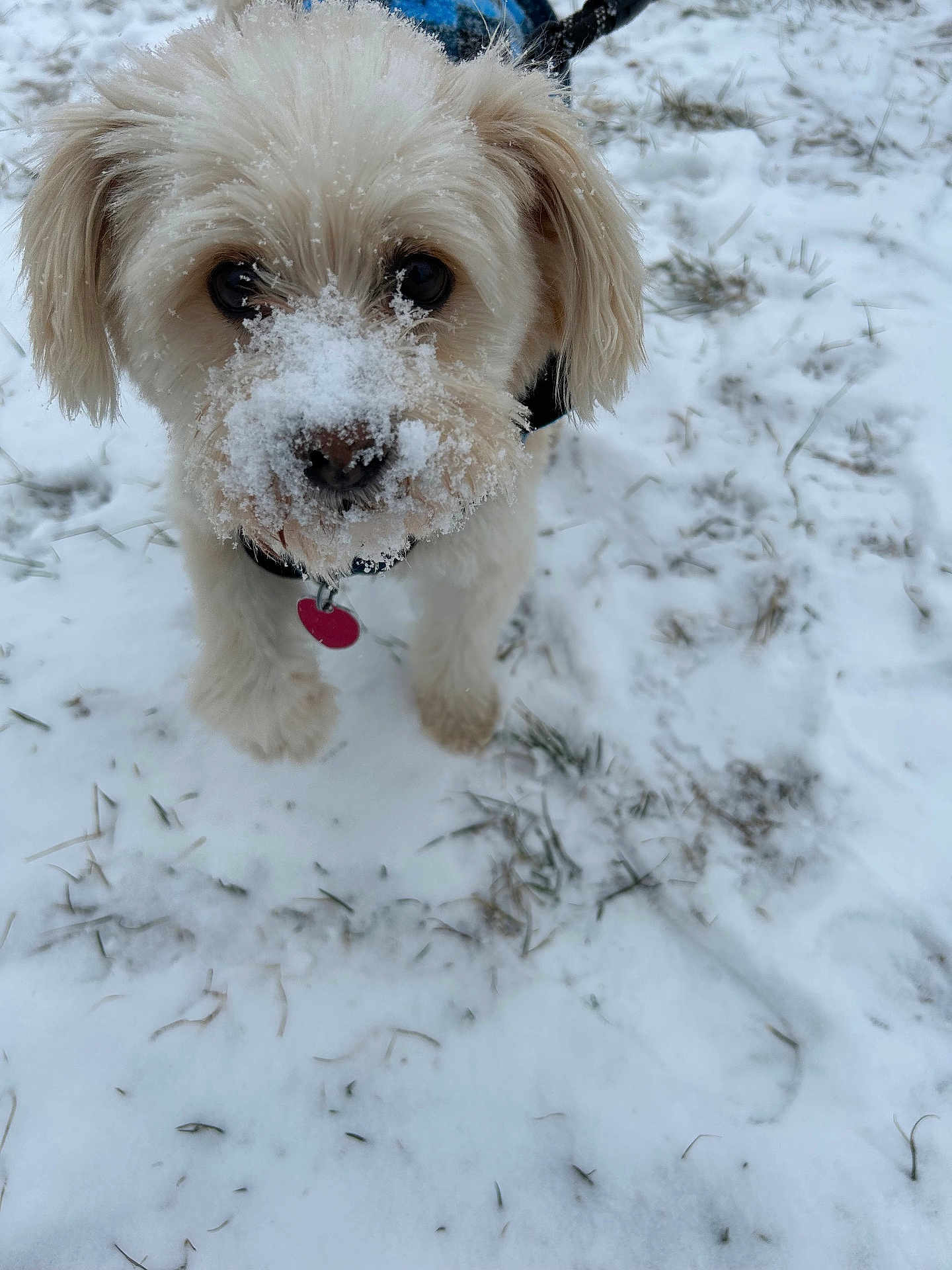 Chance is registered to the contest to win money with this photo: dog, snow, outdoor, pet, winter, close_up, fluffy, canine, white, fur, snout, collar, tag, grass, nature, animal, cute, curious, playful, cold