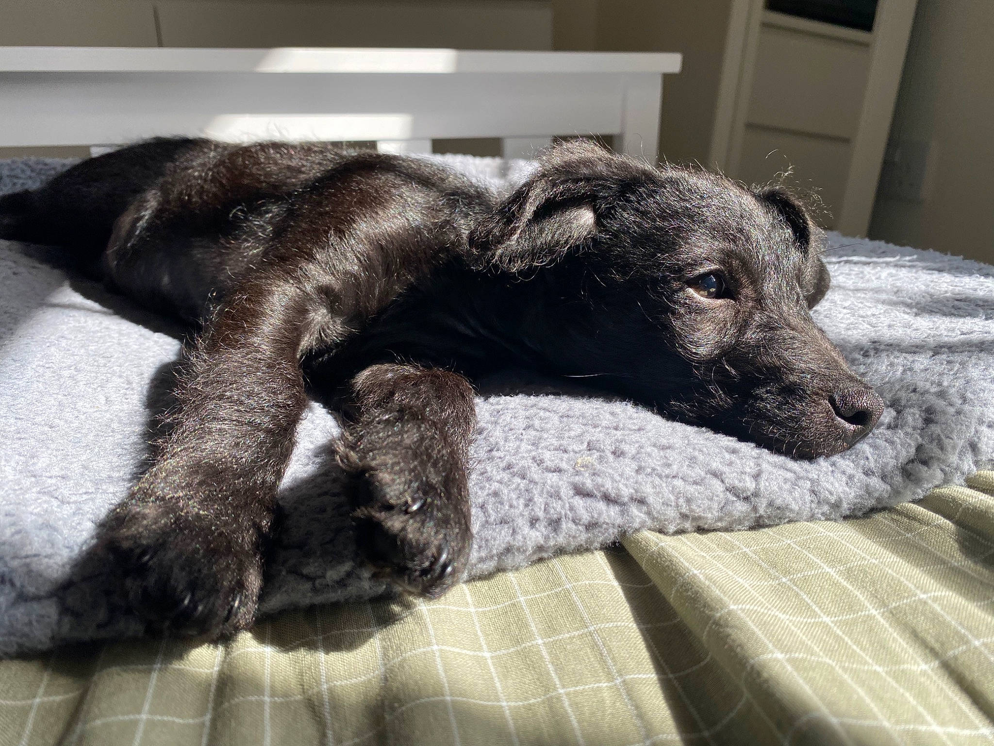 Otis is registered to the contest to win money with this photo: canidae, carnivore, claw, comfort, companion_dog, dog, dog_breed, fawn, flooring, fur, grey, linens, mammal, snout, sporting_group, tail, terrestrial_animal, vertebrate, whiskers, working_animal