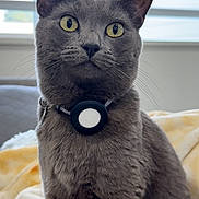 Ashley is registered to the contest to win money with this photo: cat, gray_cat, yellow_eyes, collar, pet, indoor, blanket, window, blinds, feline, fur, whiskers, closeup, portrait, animal, domestic_animal, sitting, cozy, soft_light, curious