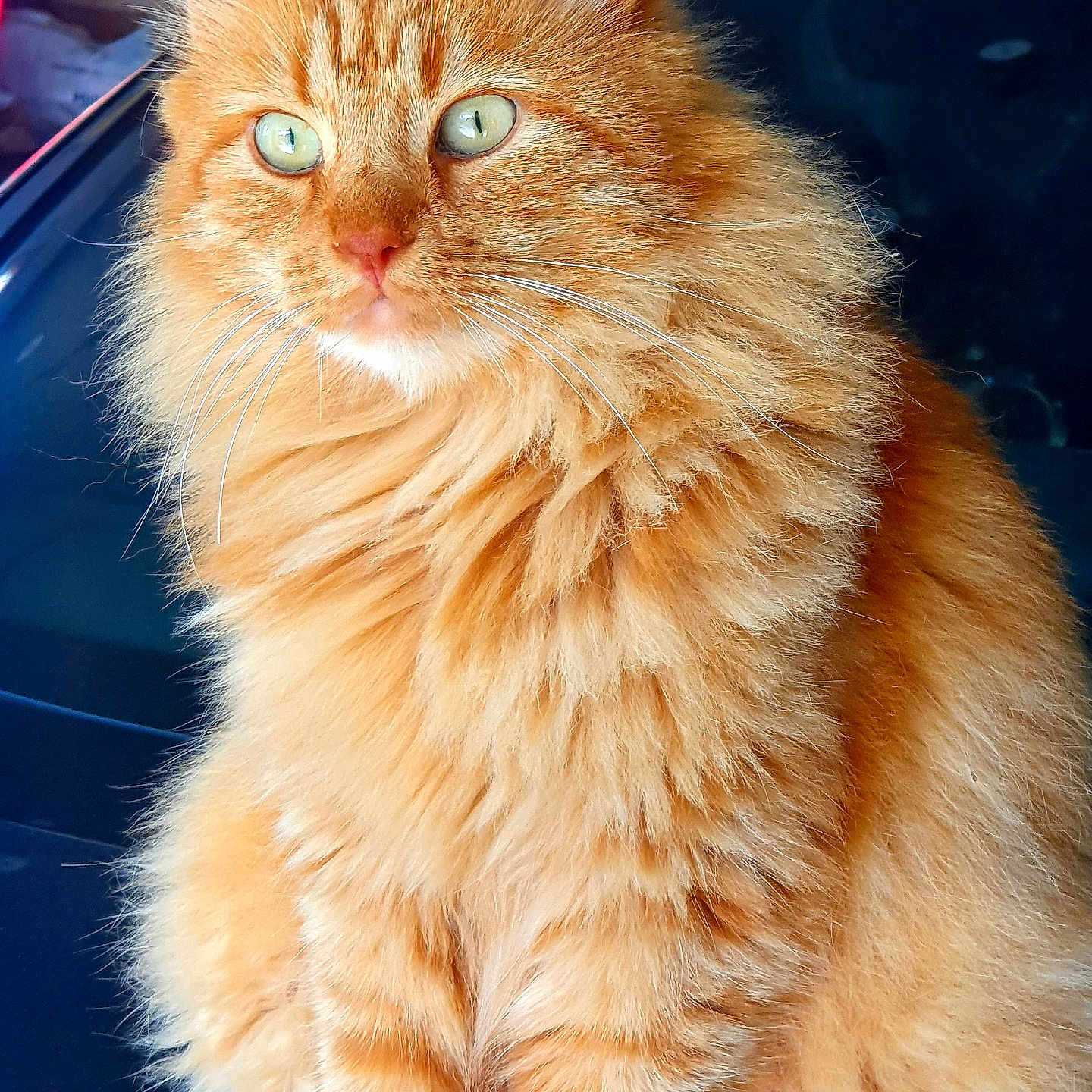 Tigrou