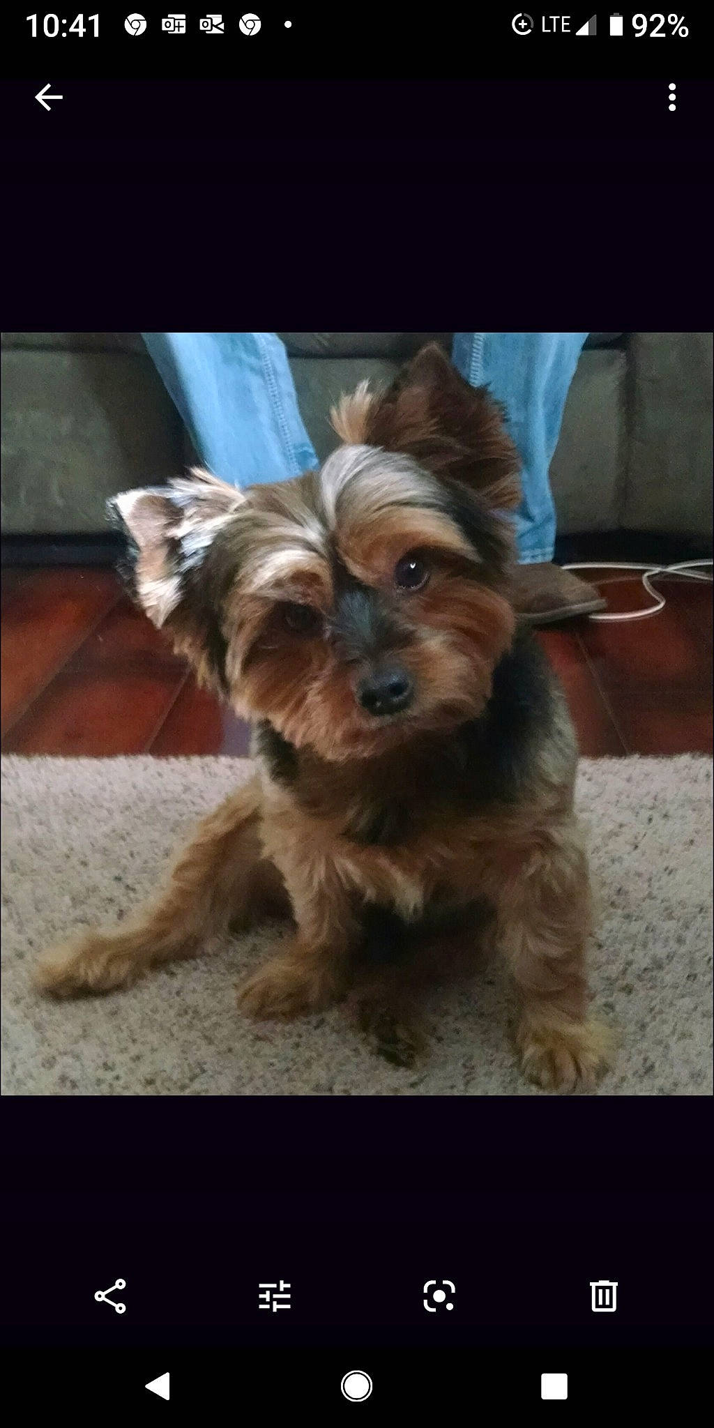 Growler is registered to the contest to win money with this photo: australian_silky_terrier, australian_terrier, biewer_terrier, cairn_terrier, canidae, carnivore, companion_dog, dog, dog_breed, mammal, morkie, puppy, rare_breed_dog, small_terrier, snout, terrier, toy_dog, vertebrate, yorkipoo, yorkshire_terrier