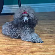 Dutchess is registered to the contest to win money with this photo: dog, poodle, gray, bow, pet, indoor, floor, wooden_floor, curly_fur, animal, cute, fluffy, relaxed, laying_down, portrait, companion, domestic_animal, canine, fur, looking