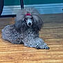 dog, poodle, gray, bow, pet, indoor, floor, wooden_floor, curly_fur, animal, cute, fluffy, relaxed, laying_down, portrait, companion, domestic_animal, canine, fur, looking