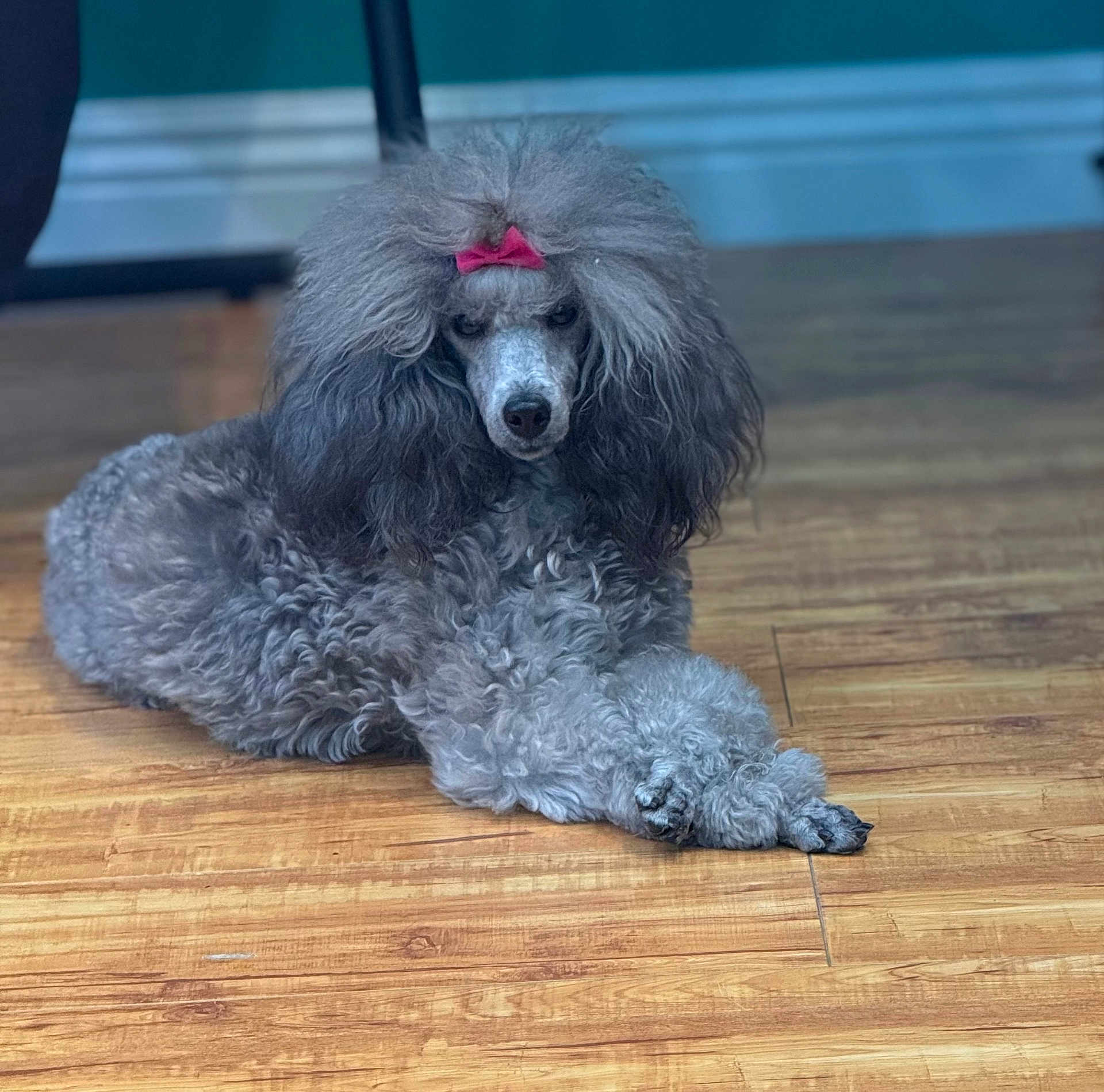 Dutchess is registered to the contest to win money with this photo: dog, poodle, gray, bow, pet, indoor, floor, wooden_floor, curly_fur, animal, cute, fluffy, relaxed, laying_down, portrait, companion, domestic_animal, canine, fur, looking