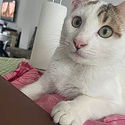 Marcus participe au concours pour gagner de l'argent avec cette photo : cat, kitten, white_cat, tabby, pet, animal, close_up, portrait, whiskers, green_eyes, pink_nose, ears, paws, fur, sitting, blanket, bedroom, indoor, home, cute