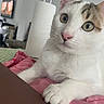 cat, kitten, white_cat, tabby, pet, animal, close_up, portrait, whiskers, green_eyes, pink_nose, ears, paws, fur, sitting, blanket, bedroom, indoor, home, cute